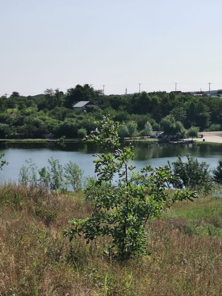 Petrichioaia, insula Maineasca,